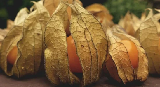 como plantar physalis