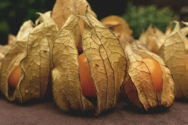 como plantar physalis
