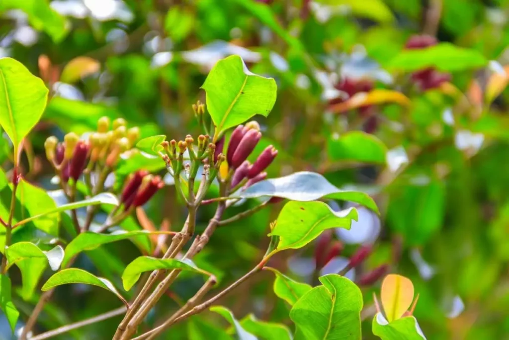 como plantar cravo da índia